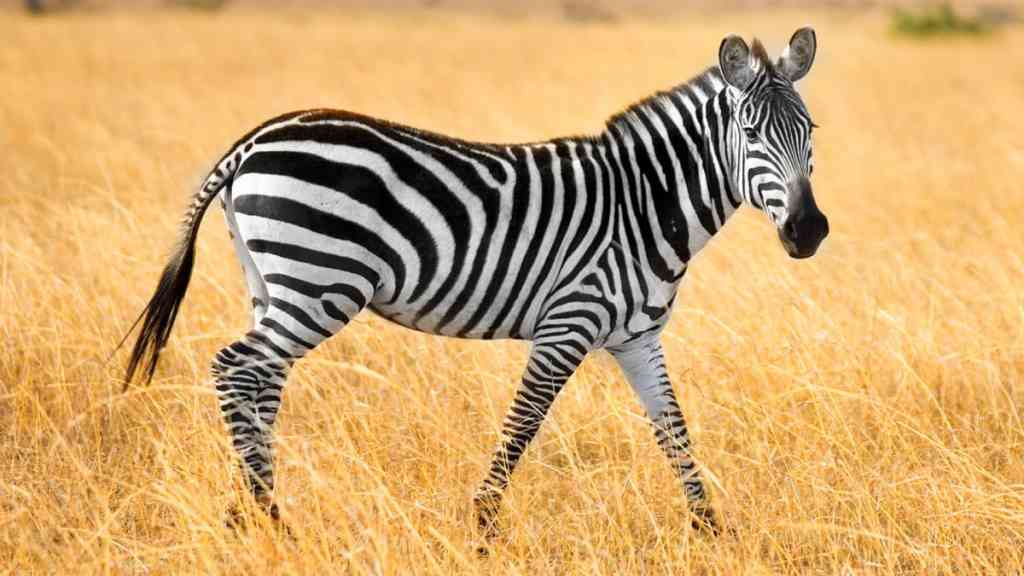 Zebry patří mezi nejznámějších zvířata Afriky a jsou jedním ze symbolů přírodního bohatství černého kontinentu. Dnes jsou uznávány tři druhy – zebra stepní (Equus quagga, dříve E. burchellii), zebra horská (Equus zebra) a zebra Grévyho (Equus grevyi).
