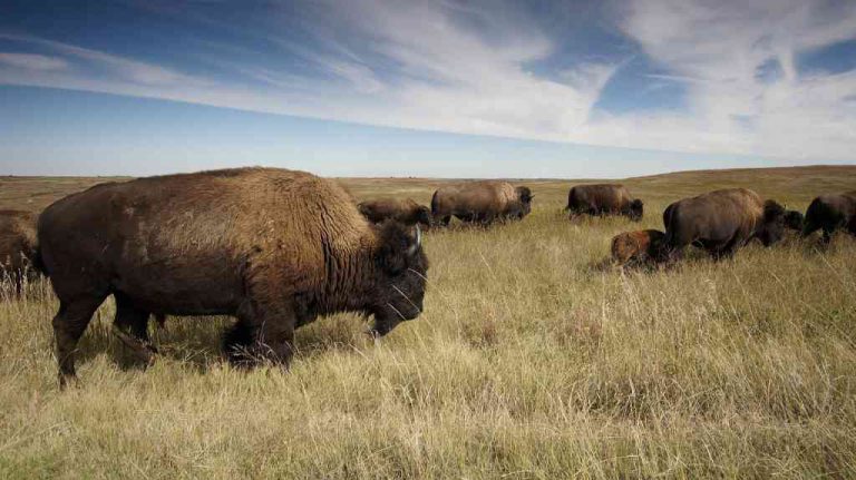 Severoameričtí bizoni