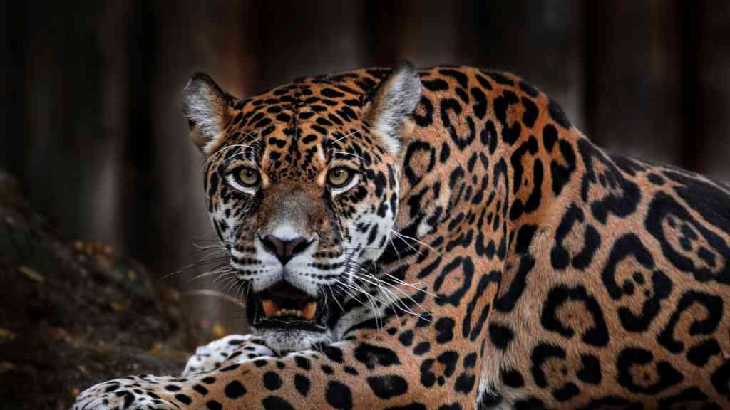 Jaguár americký (Panthera onca) je po tygrovi a lvovi třetí největší kočkovitou šelmou. Na fotografiích a při návštěvách zoologických zahrad si jej můžete splést s levhartem, protože tyto dvě šelmy jsou si skutečně velmi podobné.