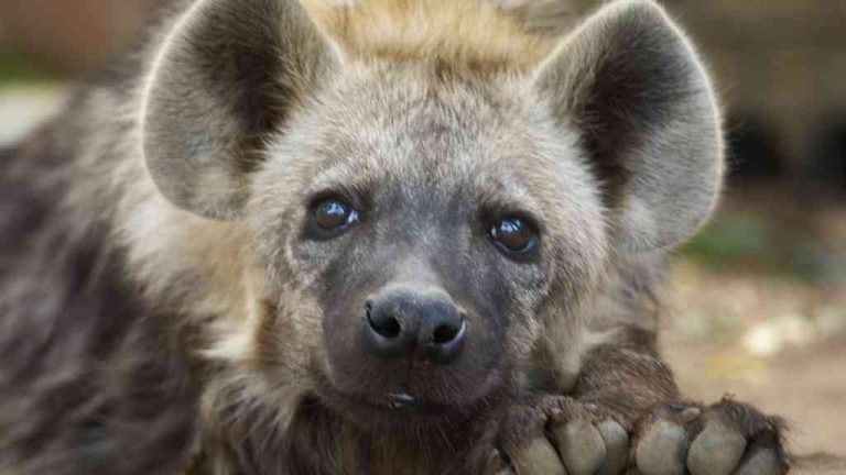 Hyena – Fascinující šelma se smíšenou pověstí