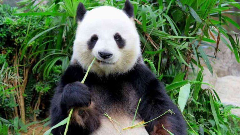 Zachraňující symbol ohrožené přírody – Fascinující svět Pand
